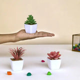 Artificial Succulent Plants with Pot - Lifelike Plastic Succulents (Set of 3)