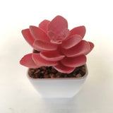 Artificial Succulent Plants with Pot - Lifelike Plastic Succulents (Set of 3)