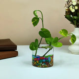 Flower Vase made of Glass for Decoration Garden Plants Pots Home Decor