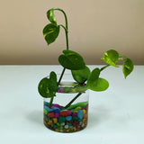 Flower Vase made of Glass for Decoration Garden Plants Pots Home Decor